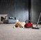 Miele Compact C2 Cat&Dog PowerLine