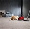 Miele Compact C2 Cat&Dog PowerLine