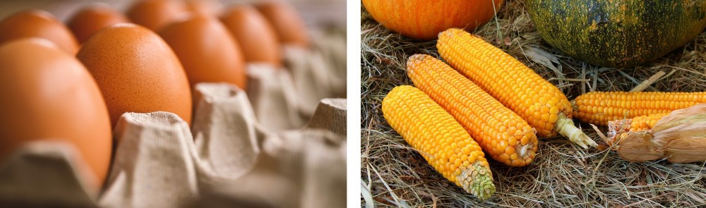 Vejce a kukuřice